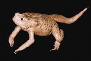 Prehistoric Kangaroo Toad